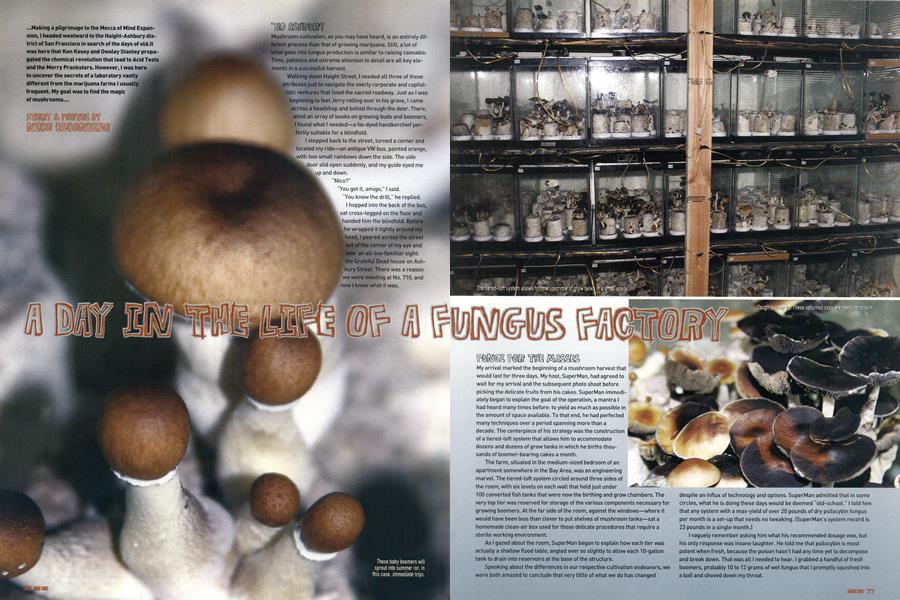 A DAY IN THE LIFE OF A FUNGUS FACTORY