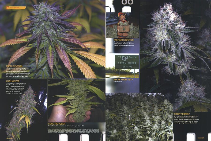 PIX OF THE CROP
