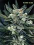Page: - 59 | High Times
