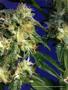 Page: - 79 | High Times