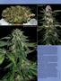 Page: - 80 | High Times