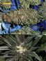 Page: - 86 | High Times