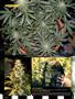 Page: - 88 | High Times