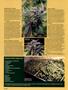 Page: - 96 | High Times
