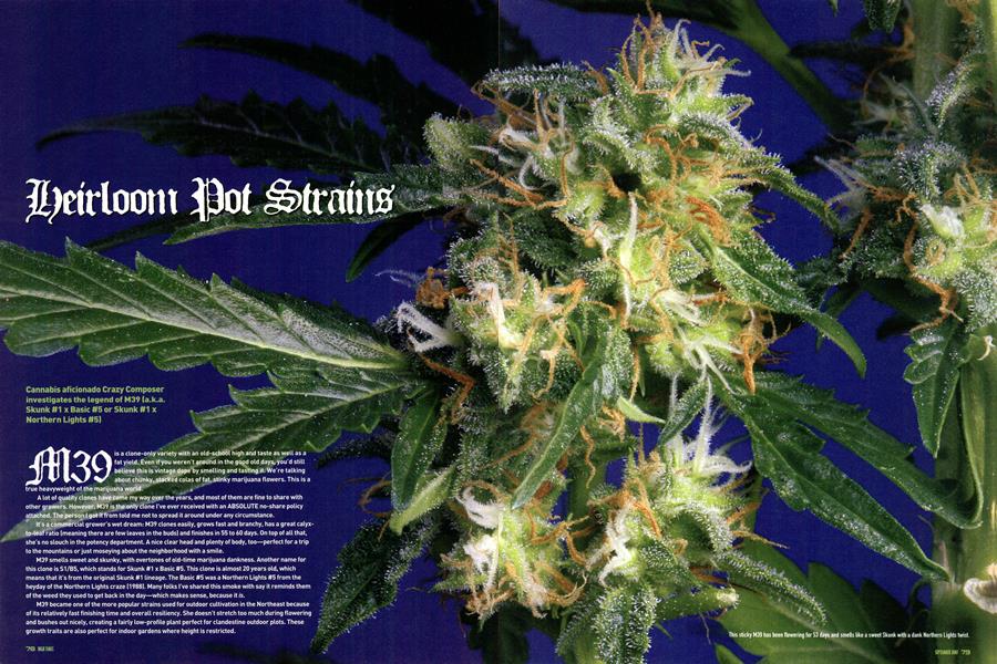Deirloom Dot Strains