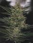 Page: - 103 | High Times