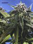 Page: - 62 | High Times