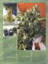 Page: - 83 | High Times