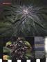 Page: - 86 | High Times