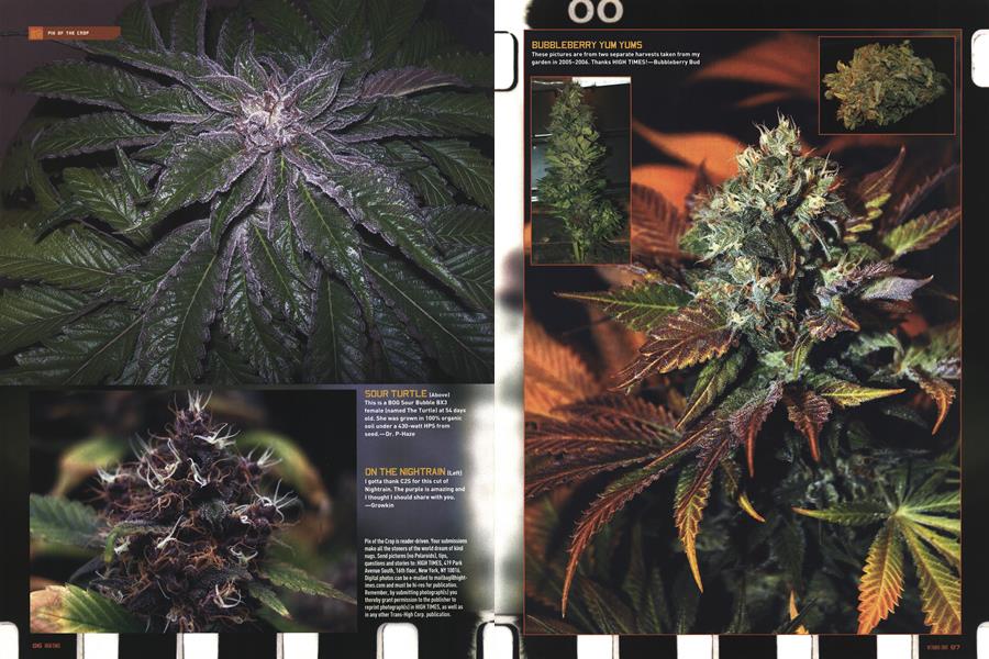 PIX OF THE CROP