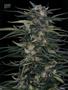 Page: - 103 | High Times