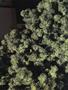 Page: - 60 | High Times