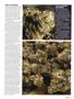 Page: - 63 | High Times