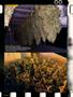 Page: - 86 | High Times