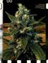 Page: - 87 | High Times