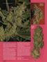 Page: - 96 | High Times