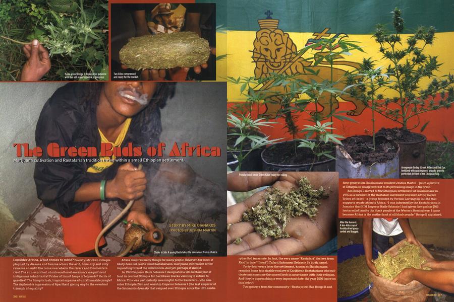 The Green Buds of Africa