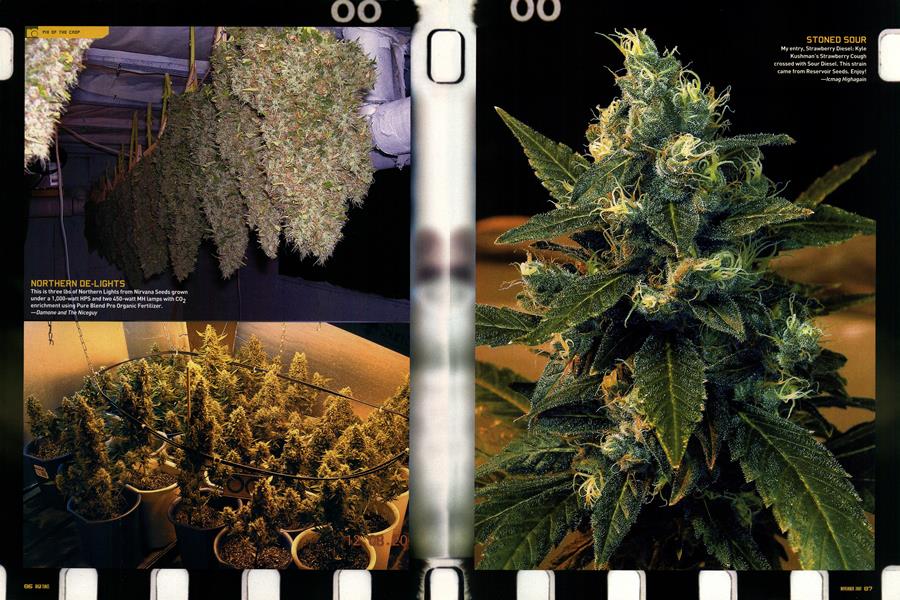 PIX OF THE CROP