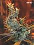 Page: - 101 | High Times
