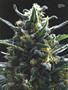 Page: - 37 | High Times