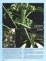 Page: - 42 | High Times