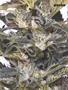 Page: - 55 | High Times