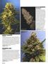 Page: - 58 | High Times