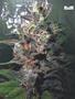Page: - 59 | High Times