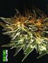 Page: - 60 | High Times