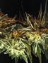 Page: - 61 | High Times