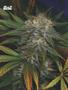 Page: - 62 | High Times