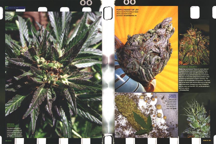 PIX OF THE CROP