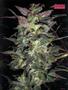 Page: - 101 | High Times
