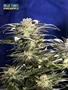 Page: - 60 | High Times