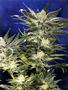 Page: - 61 | High Times