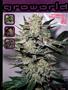 Page: - 81 | High Times