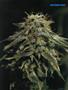 Page: - 101 | High Times