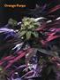 Page: - 59 | High Times