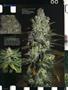 Page: - 82 | High Times