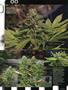 Page: - 83 | High Times