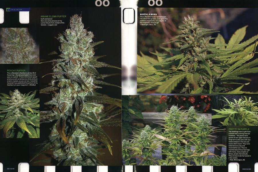 PIX OF THE CROP