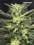 Page: - 101 | High Times