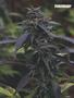 Page: - 37 | High Times