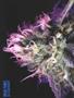 Page: - 60 | High Times
