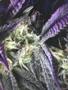 Page: - 61 | High Times