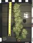 Page: - 82 | High Times