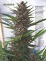 Page: - 90 | High Times