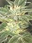 Page: - 101 | High Times