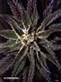 Page: - 37 | High Times