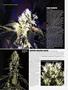 Page: - 38 | High Times